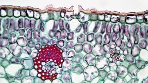Attēlu rezultāti vaicājumam “Diderma umbilicatum stalked”