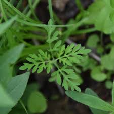 Attēlu rezultāti vaicājumam “Ambrosia artemisiifolia leaf”