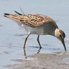 Image result for Calidris melanotos