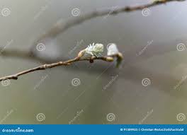 Attēlu rezultāti vaicājumam “Salix aurita bud”