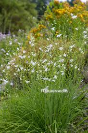 Attēlu rezultāti vaicājumam “Anthericum ramosum”