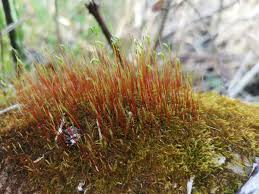 Attēlu rezultāti vaicājumam “Amblystegium serpens sporophyte”