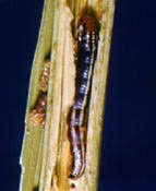 Attēlu rezultāti vaicājumam “Stemonaria irregularis stalked”