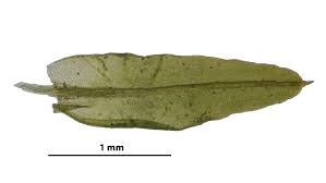 Attēlu rezultāti vaicājumam “Barbula unguiculata”