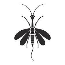 Attēlu rezultāti vaicājumam “Raphidioptera imago”