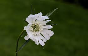 Image result for scabiosa caucasica