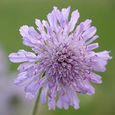 Attēlu rezultāti vaicājumam “Knautia arvensis flower”