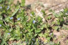 Attēlu rezultāti vaicājumam “Veronica arvensis”