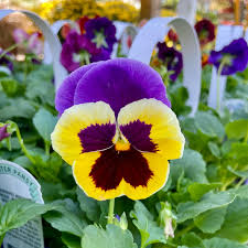 Image result for Viola x wittrockiana `Hiemalis`