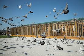 Image result for Meridian Racing Pigeon Lofts