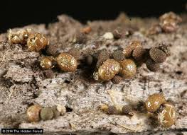 Attēlu rezultāti vaicājumam “Dianemataceae”