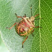 Attēlu rezultāti vaicājumam “Trioza dispar nymph”