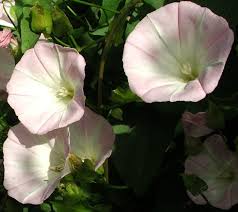 Attēlu rezultāti vaicājumam “Calystegia inflata flower”