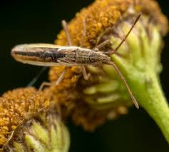 Attēlu rezultāti vaicājumam “Myrmus miriformis”