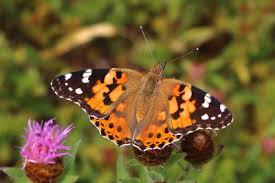Attēlu rezultāti vaicājumam “Vanessa cardui”