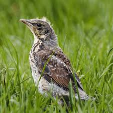 Attēlu rezultāti vaicājumam “Turdus pilaris adult”