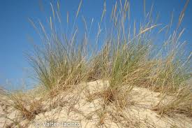 Attēlu rezultāti vaicājumam “Ammophila arenaria”