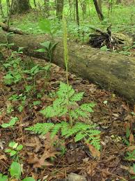 Attēlu rezultāti vaicājumam “Botrychium virginianum”