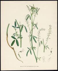 Attēlu rezultāti vaicājumam “Melilotus wolgicus”