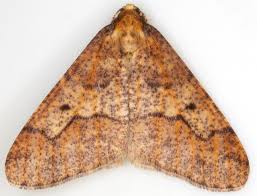 Attēlu rezultāti vaicājumam “Erannis defoliaria”