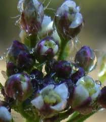 Attēlu rezultāti vaicājumam “Capsella bursa-pastoris bud”