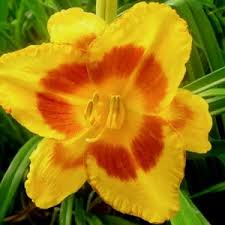 Attēlu rezultāti vaicājumam “Hemerocallis lilioasphodelus”