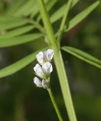Attēlu rezultāti vaicājumam “Vicia hirsuta bud”
