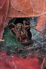 Attēlu rezultāti vaicājumam “Agelena labyrinthica”