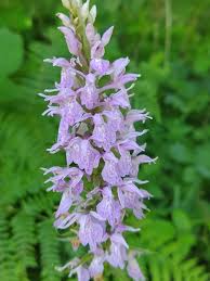 Attēlu rezultāti vaicājumam “Dactylorhiza ochroleuca leaf”