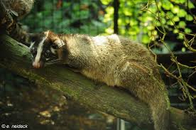 Attēlu rezultāti vaicājumam “Bitoma crenata imago”