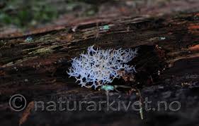 Attēlu rezultāti vaicājumam “Lentaria epichnoa”