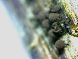 Attēlu rezultāti vaicājumam “Collaria rubens spores”