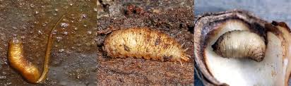 Attēlu rezultāti vaicājumam “Syrphus sp. larva”