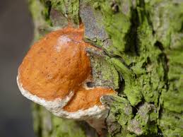 Attēlu rezultāti vaicājumam “Postia leucomallella”