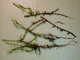 Attēlu rezultāti vaicājumam “Calliergon cordifolium”