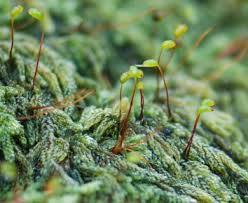 Attēlu rezultāti vaicājumam “Hypnum”