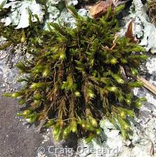 Attēlu rezultāti vaicājumam “Orthotrichum patens”