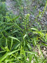 Attēlu rezultāti vaicājumam “Lepidium densiflorum flower”