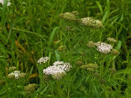 Attēlu rezultāti vaicājumam “Achillea millefolium bud”