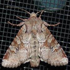 Attēlu rezultāti vaicājumam “Apamea sordens”