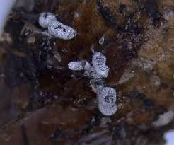 Attēlu rezultāti vaicājumam “Physarum straminipes”