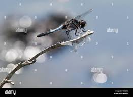 Attēlu rezultāti vaicājumam “Leucorrhinia caudalis”