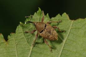 Attēlu rezultāti vaicājumam “Curculio nucum”