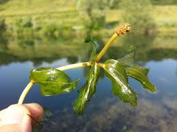 Attēlu rezultāti vaicājumam “Potamogeton perfoliatus”