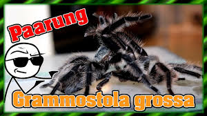 Znalezione obrazy dla zapytania Grammostola grossa