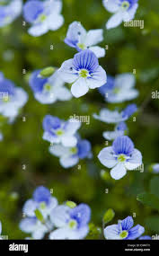 Attēlu rezultāti vaicājumam “Veronica filiformis flower”