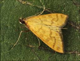 Attēlu rezultāti vaicājumam “Mecyna flavalis”