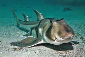 Image result for Heterodontus portusjacksoni