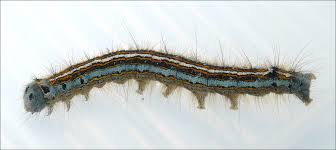 Attēlu rezultāti vaicājumam “Malacosoma neustria larva”