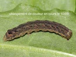 Attēlu rezultāti vaicājumam “Mamestra brassicae exuvia”